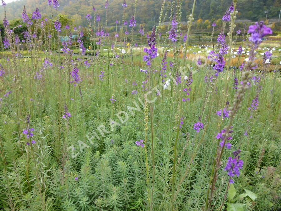 Lnice nachová - Linaria purpurea