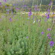 Lnice nachová - Linaria purpurea