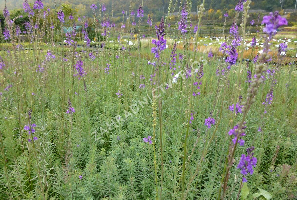 Lnice nachová - Linaria purpurea