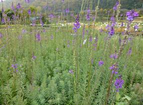 Lnice nachová - Linaria purpurea