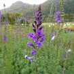 Lnice nachová - Linaria purpurea