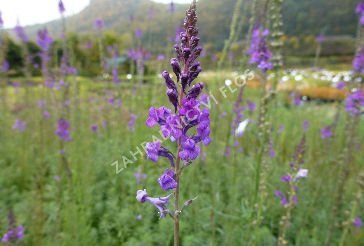 Lnice nachová - Linaria purpurea