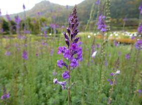 Lnice nachová - Linaria purpurea