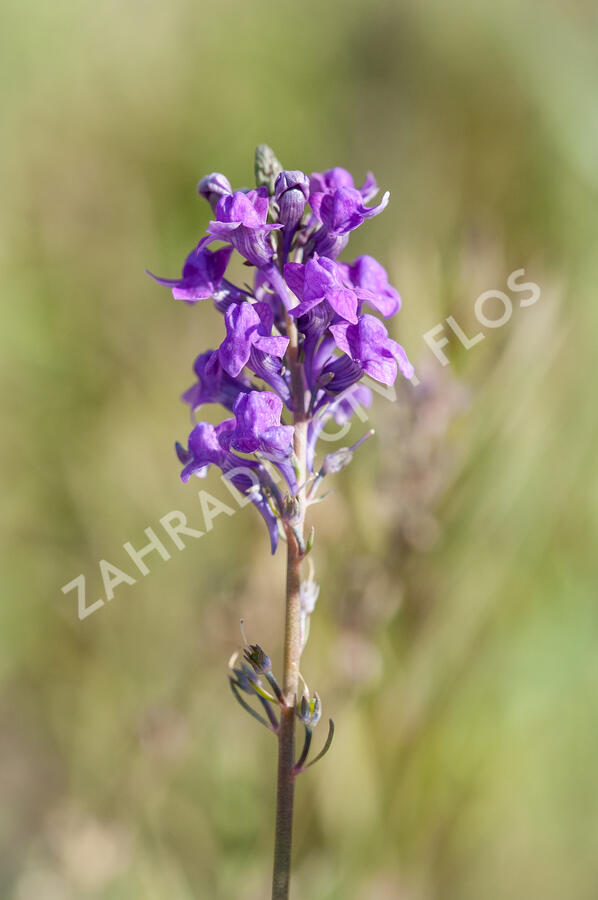 Lnice nachová - Linaria purpurea