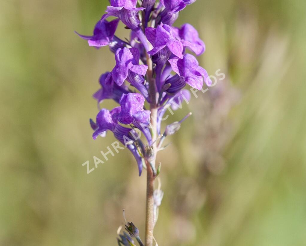 Lnice nachová - Linaria purpurea