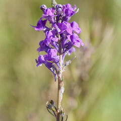 Lnice nachová - Linaria purpurea