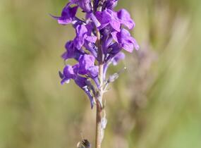 Lnice nachová - Linaria purpurea