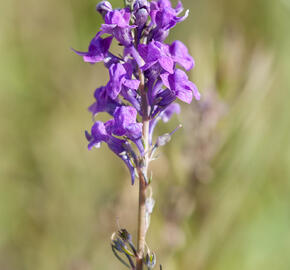 Lnice nachová - Linaria purpurea