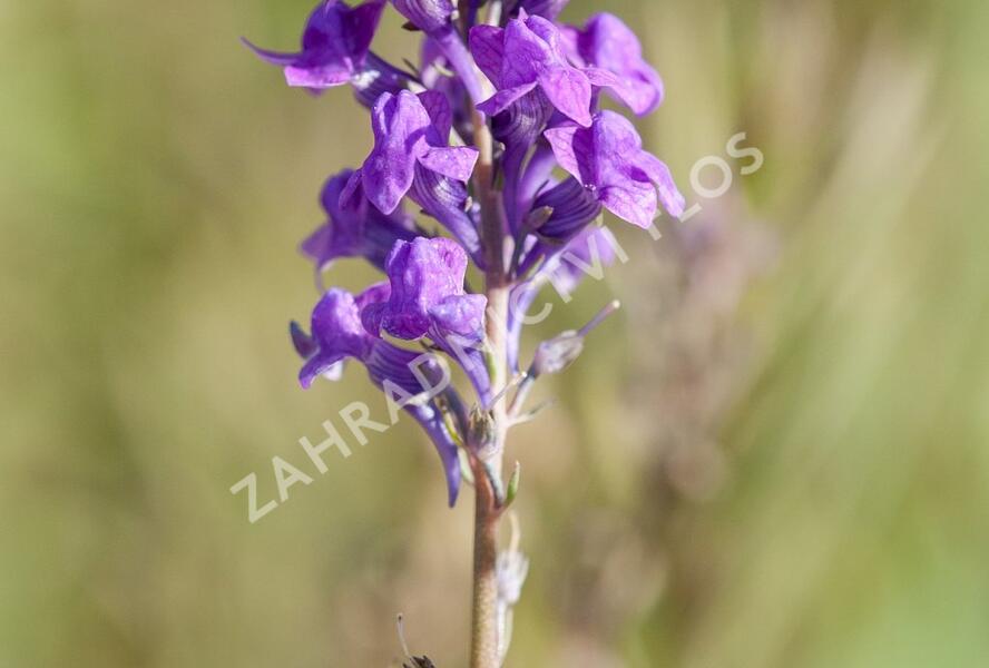 Lnice nachová - Linaria purpurea