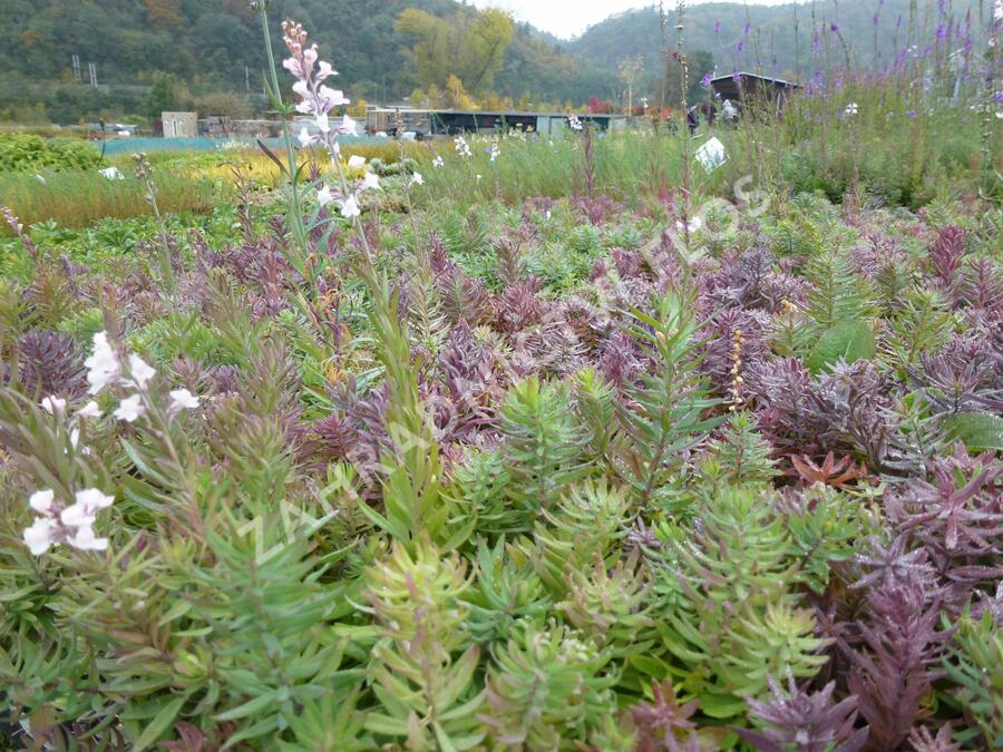 Lnice nachová 'Canon J. Went' - Linaria purpurea 'Canon J. Went'