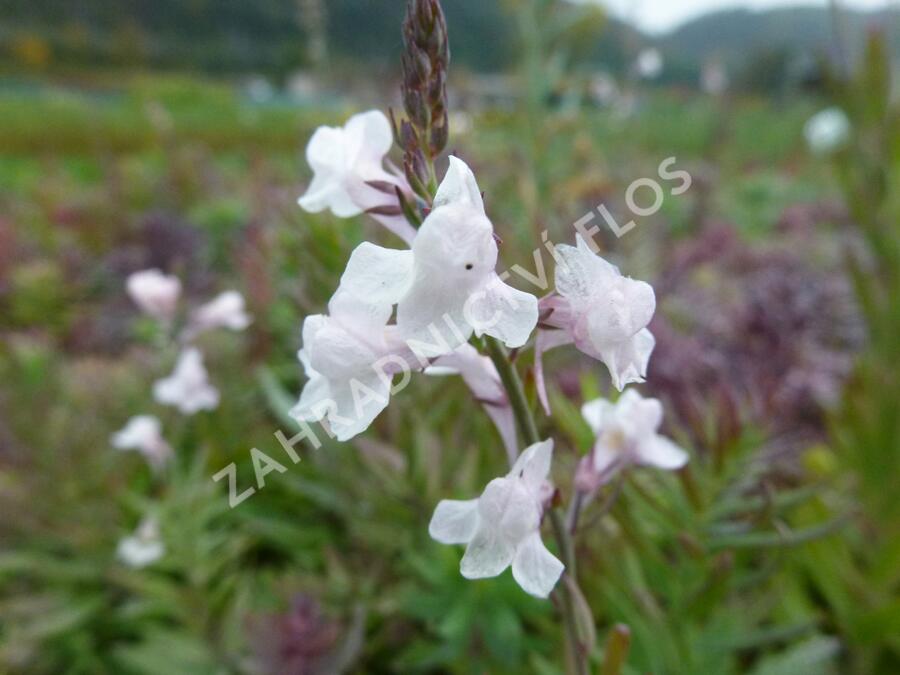 Lnice nachová 'Canon J. Went' - Linaria purpurea 'Canon J. Went'