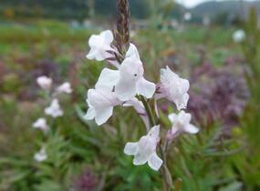 Lnice nachová 'Canon J. Went' - Linaria purpurea 'Canon J. Went'