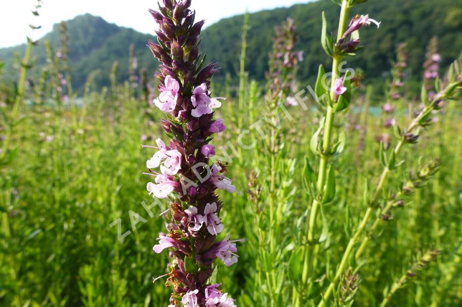 Yzop lékařský 'Rosa' - Hyssopus officinalis 'Rosa'