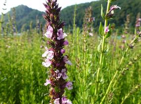 Yzop lékařský 'Rosa' - Hyssopus officinalis 'Rosa'