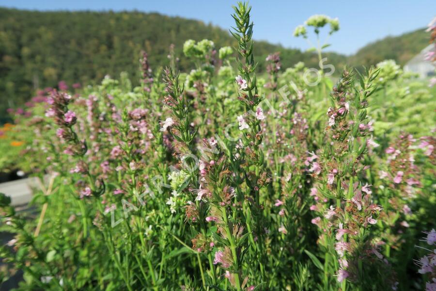 Yzop lékařský 'Rosa' - Hyssopus officinalis 'Rosa'