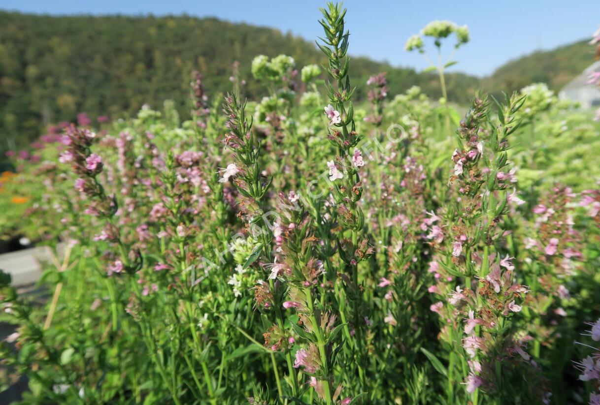 Yzop lékařský 'Rosa' - Hyssopus officinalis 'Rosa'