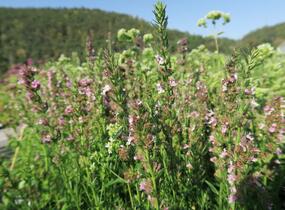 Yzop lékařský 'Rosa' - Hyssopus officinalis 'Rosa'