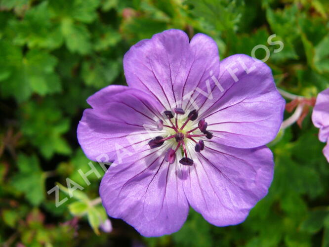 Kakost 'Buxton's Variety' - Geranium wallichianum 'Buxton's Variety'