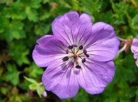 Kakost 'Buxton's Variety' - Geranium wallichianum 'Buxton's Variety'