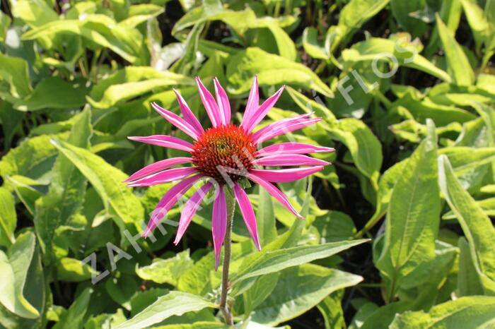 Třapatkovka nachová 'Rubinstern' - Echinacea purpurea 'Rubinstern'