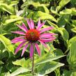 Třapatkovka nachová 'Rubinstern' - Echinacea purpurea 'Rubinstern'