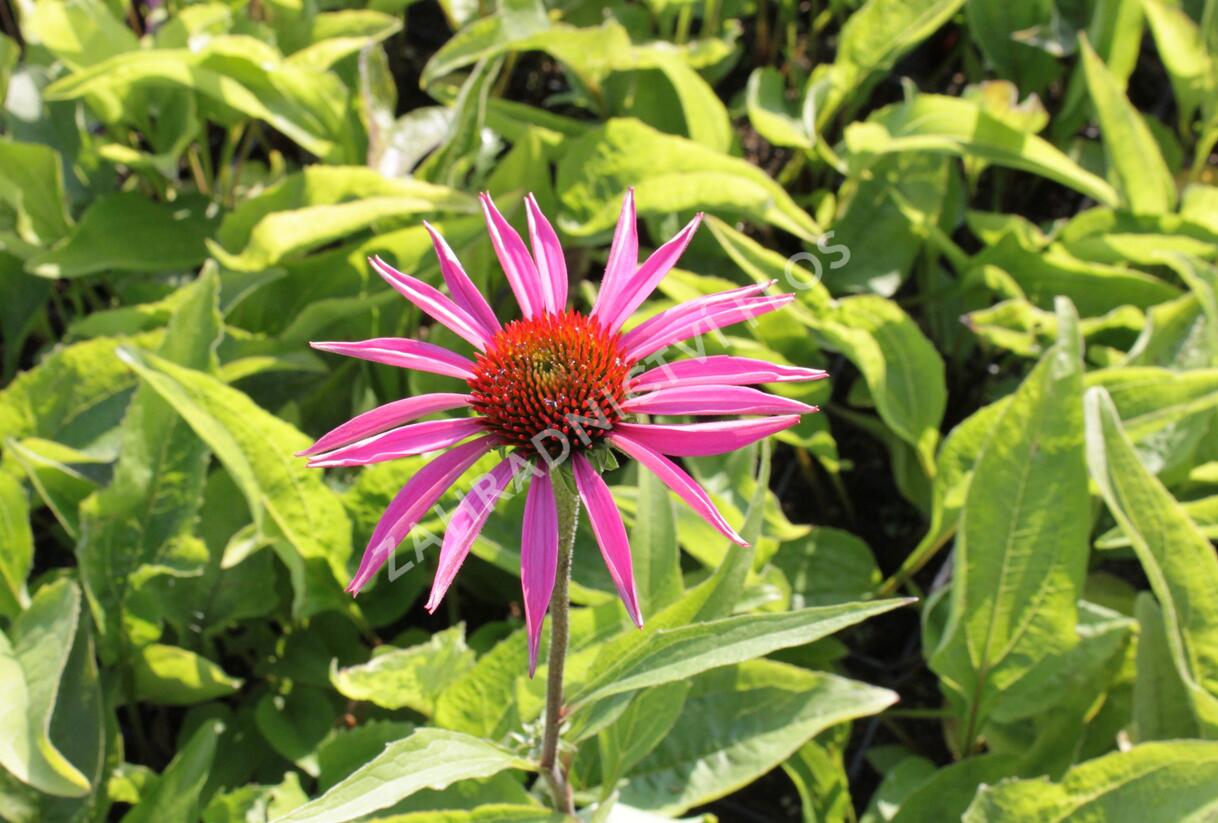 Třapatkovka nachová 'Rubinstern' - Echinacea purpurea 'Rubinstern'