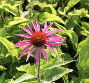 Třapatkovka nachová 'Rubinstern' - Echinacea purpurea 'Rubinstern'