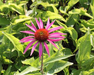 Třapatkovka nachová 'Rubinstern'