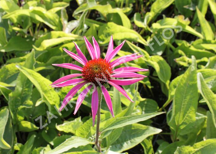 Třapatka nachová 'Rubinstern' - Echinacea purpurea 'Rubinstern'