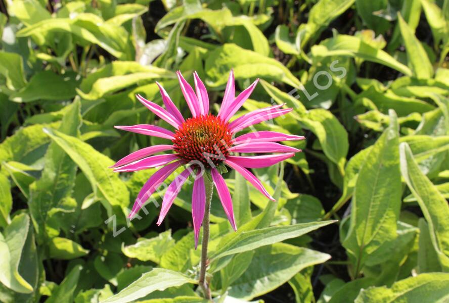 Třapatkovka nachová 'Rubinstern' - Echinacea purpurea 'Rubinstern'