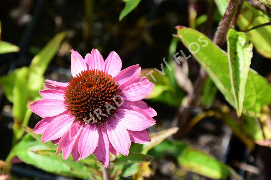 Třapatkovka nachová 'Baby Swan Pink' - Echinacea purpurea 'Baby Swan Pink'
