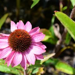 Třapatkovka nachová 'Baby Swan Pink' - Echinacea purpurea 'Baby Swan Pink'