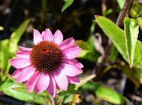 Třapatkovka nachová 'Baby Swan Pink' - Echinacea purpurea 'Baby Swan Pink'