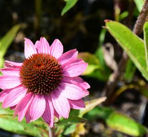 Třapatkovka nachová 'Baby Swan Pink' - Echinacea purpurea 'Baby Swan Pink'