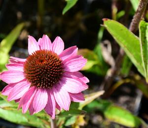 Třapatka nachová 'Baby Swan Pink' - Echinacea purpurea 'Baby Swan Pink'