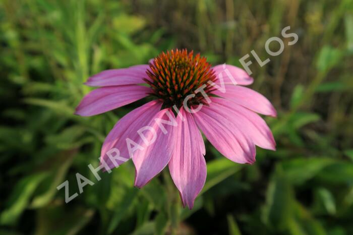 Třapatkovka nachová 'Baby Swan Pink' - Echinacea purpurea 'Baby Swan Pink'