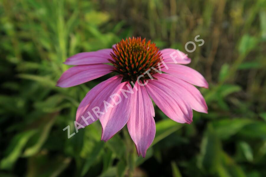 Třapatkovka nachová 'Baby Swan Pink' - Echinacea purpurea 'Baby Swan Pink'