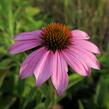 Třapatkovka nachová 'Baby Swan Pink' - Echinacea purpurea 'Baby Swan Pink'