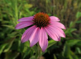 Třapatkovka nachová 'Baby Swan Pink' - Echinacea purpurea 'Baby Swan Pink'