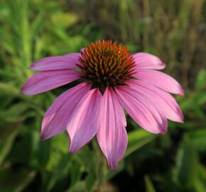 Třapatkovka nachová 'Baby Swan Pink' - Echinacea purpurea 'Baby Swan Pink'