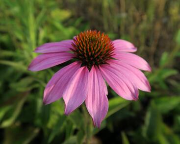 Třapatkovka nachová 'Baby Swan Pink'
