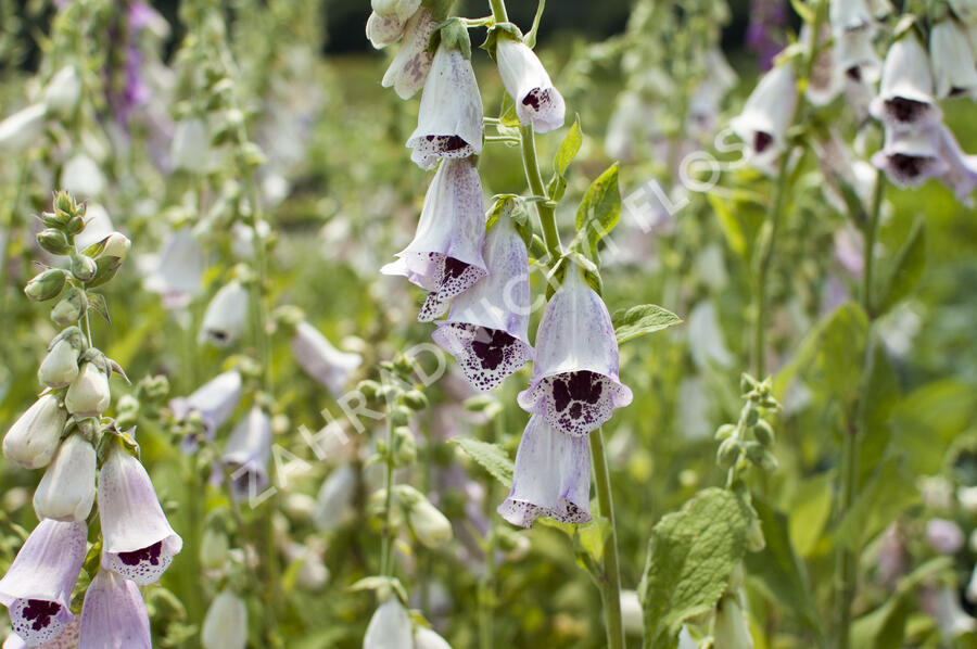 Náprstník červený 'Pam's Choice' - Digitalis purpurea 'Pam's Choice'