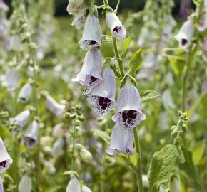 Náprstník červený 'Pam's Choice' - Digitalis purpurea 'Pam's Choice'