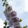 Náprstník červený 'Pam's Choice' - Digitalis purpurea 'Pam's Choice'