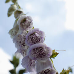 Náprstník červený 'Pam's Choice' - Digitalis purpurea 'Pam's Choice'