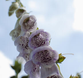 Náprstník červený 'Pam's Choice' - Digitalis purpurea 'Pam's Choice'