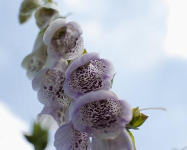 Náprstník červený 'Pam's Choice'