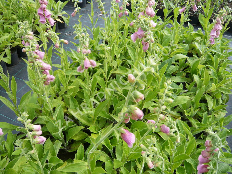 Náprstník Mertonův - Digitalis x mertonensis