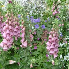 Náprstník Mertonův - Digitalis x mertonensis