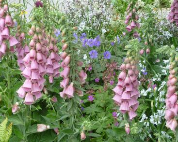 Náprstník Mertonův